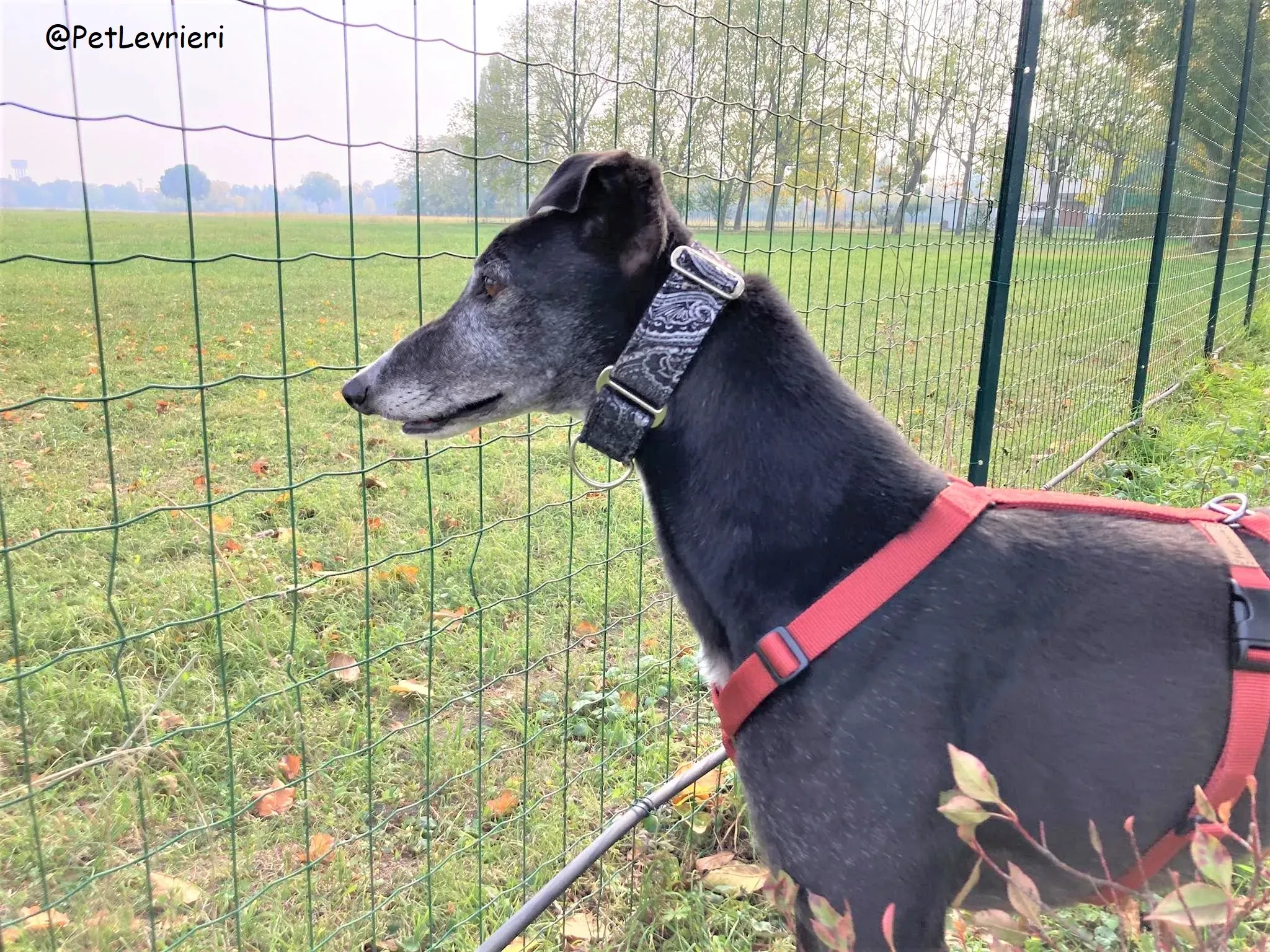 Eske adozione levrierigreyhound 30 2