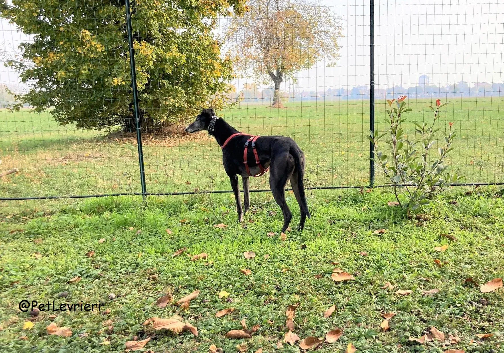 Eske adozione levrierigreyhound 31 2