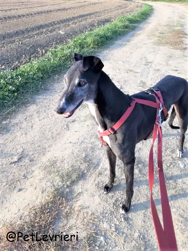 Eske adozione levrierigreyhound 32 2