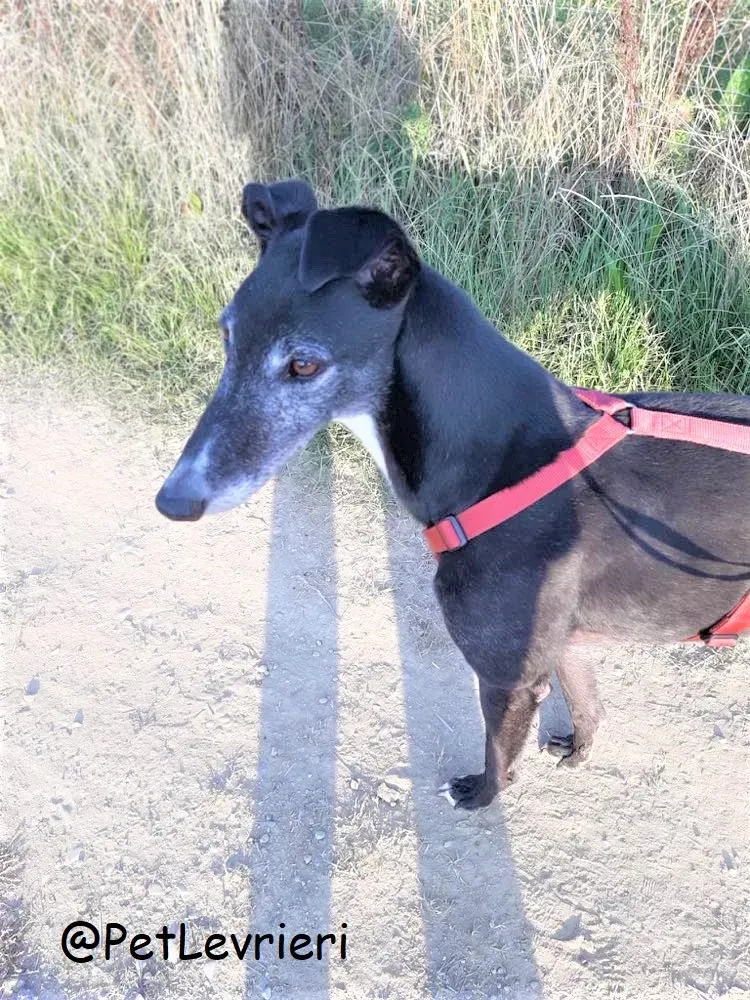 Eske adozione levrierigreyhound 33 2