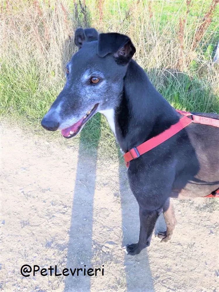 Eske adozione levrierigreyhound 34 2