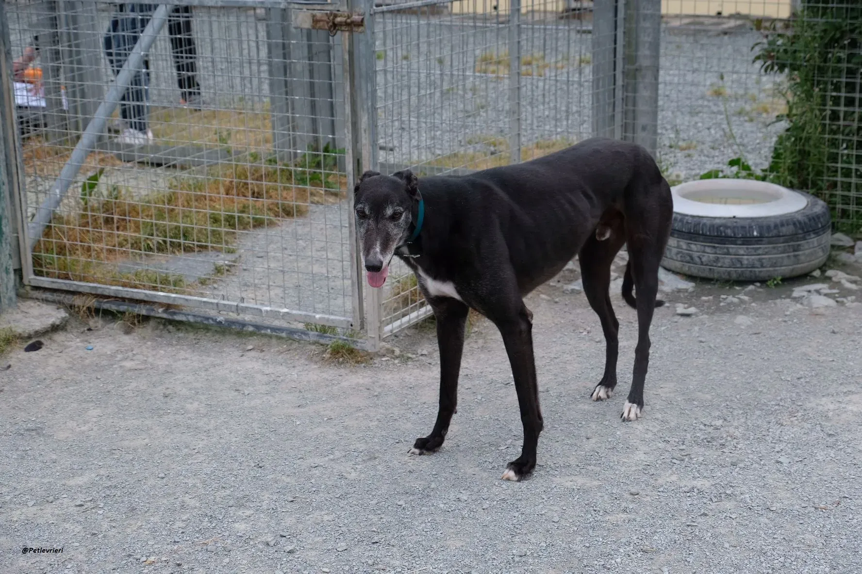 Eske adozionelevrieri greyhound 1