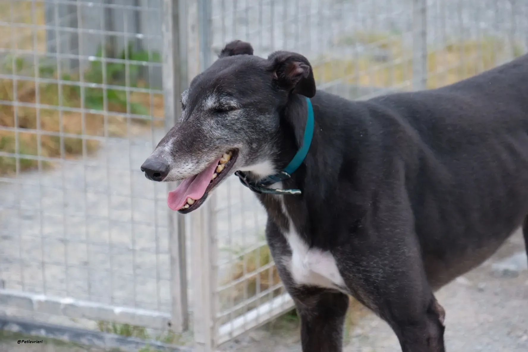 Eske adozionelevrieri greyhound 2