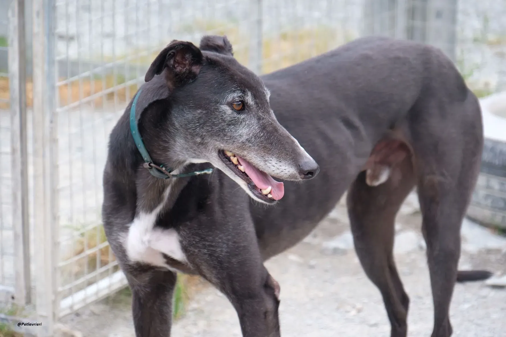 Eske adozionelevrieri greyhound 4