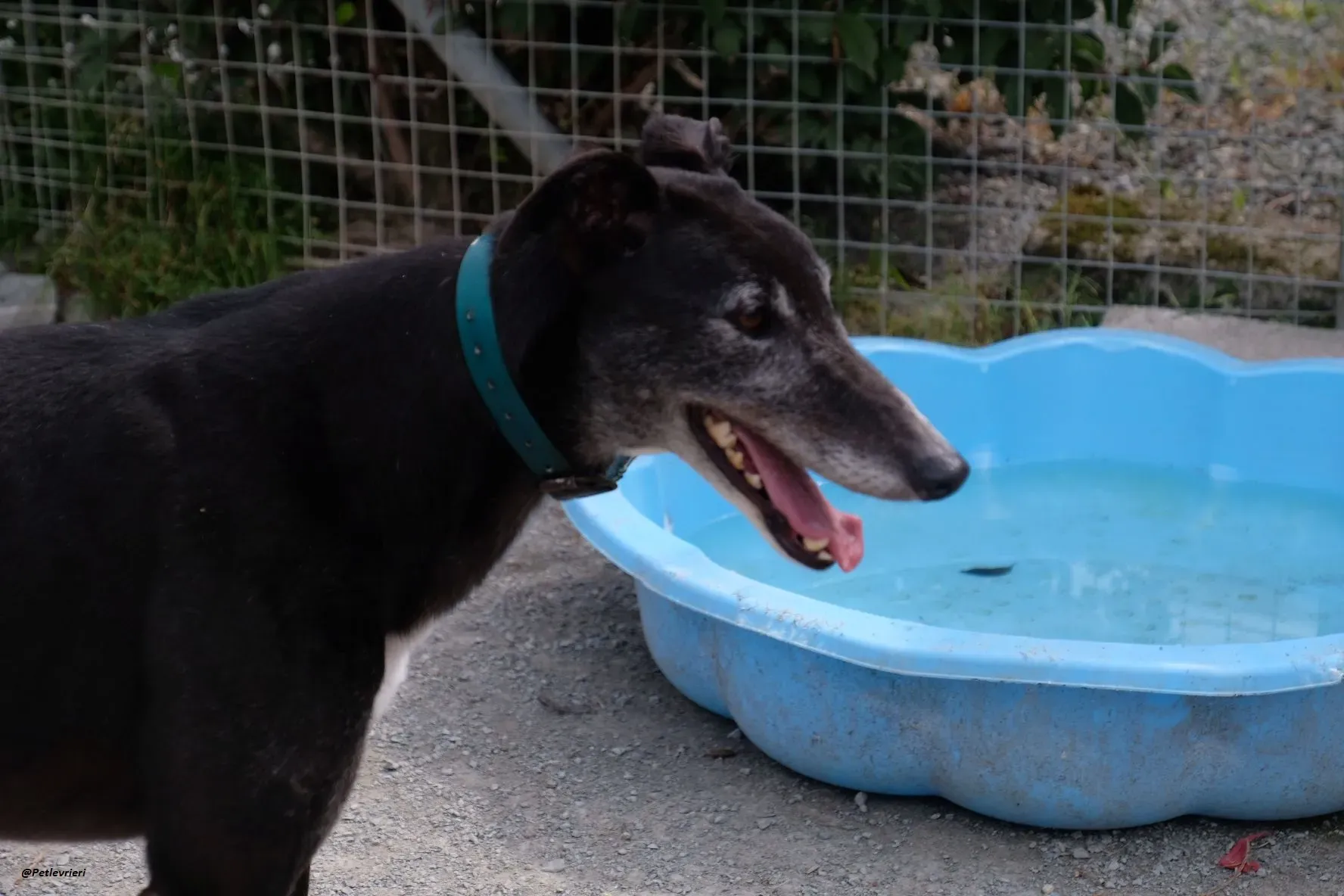 Eske adozionelevrieri greyhound 5