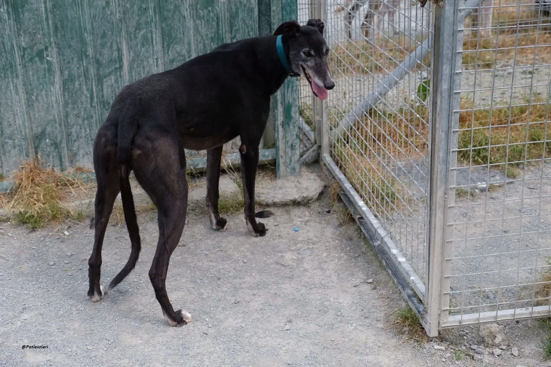 Eske adozionelevrieri greyhound 6