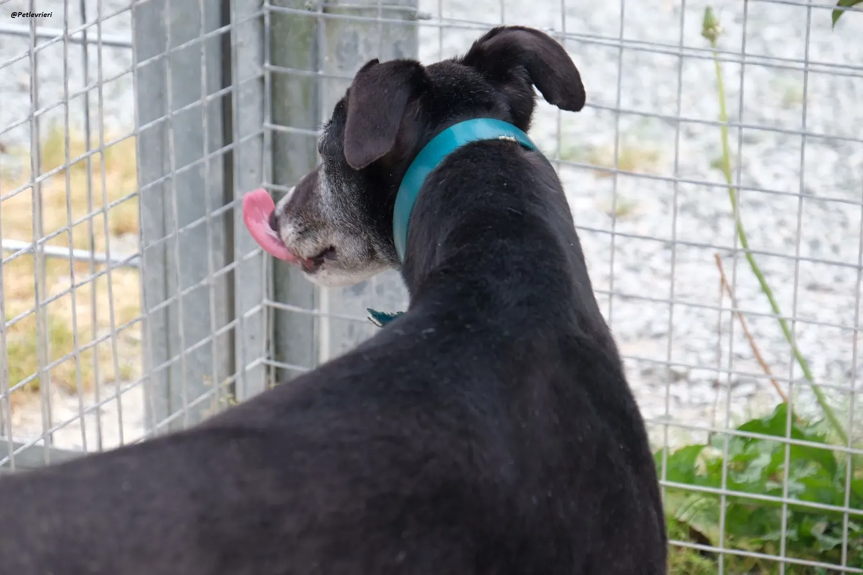 Eske adozionelevrieri greyhound 7