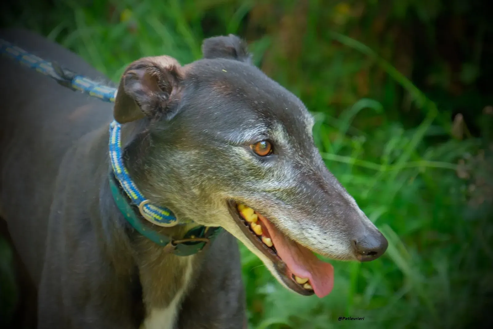 Eske greyhound adozionelevrieri 5