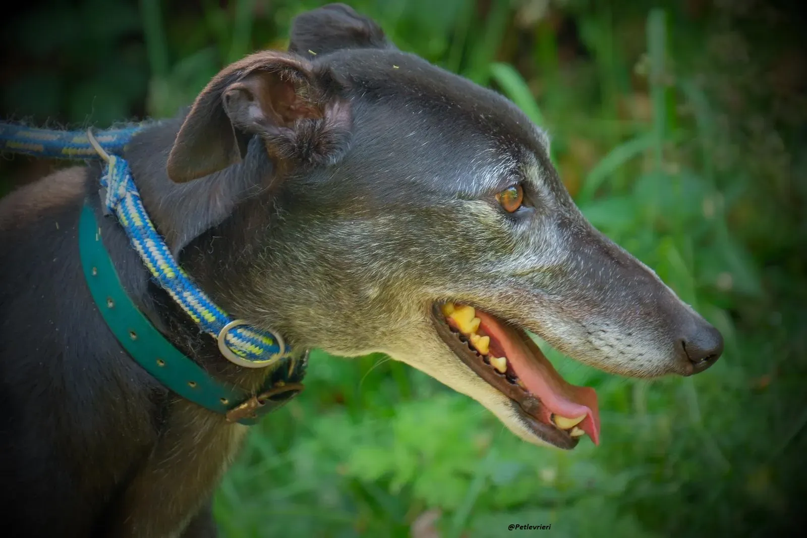 Eske greyhound adozionelevrieri 6