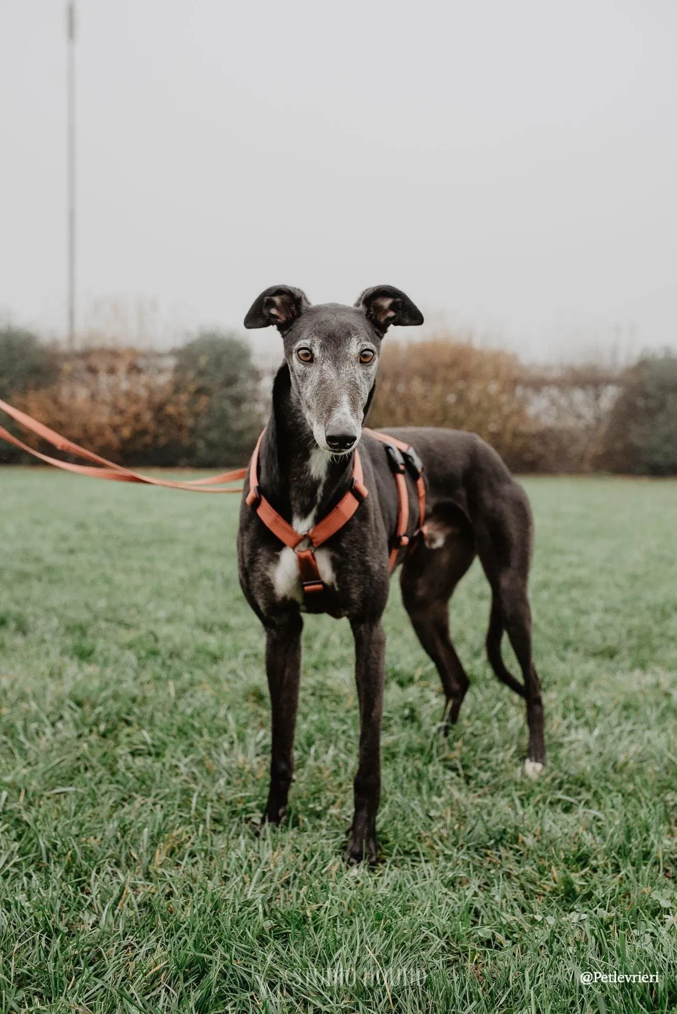 Eske foto milano adozione levrieri 2