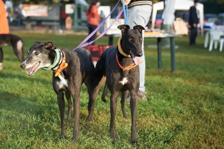 Eske greyhound black dog adozione levrieri foster 1