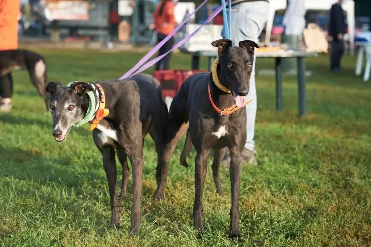 Eske greyhound black dog adozione levrieri foster 2