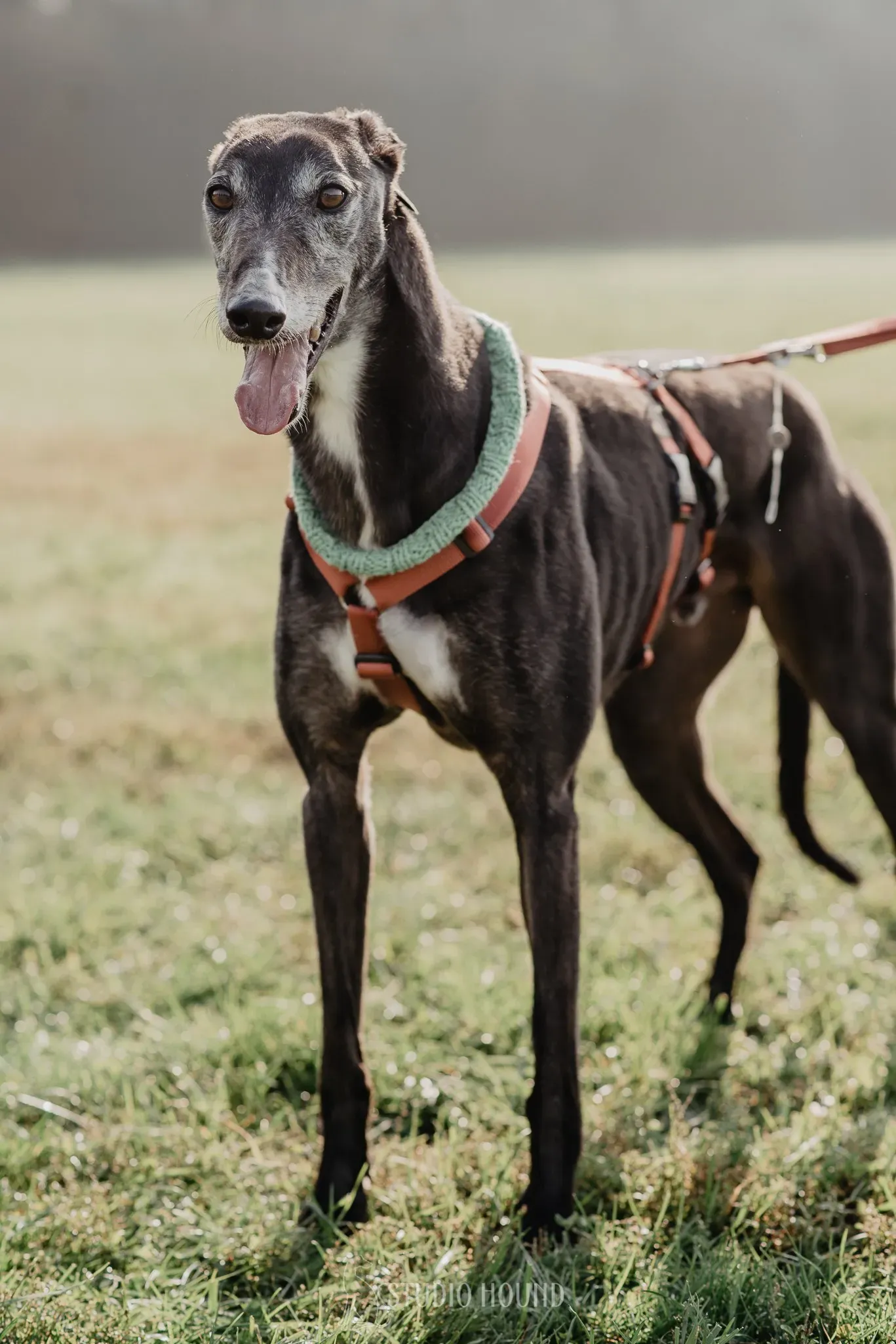 Eske greyhound black dog adozione levrieri foster 3