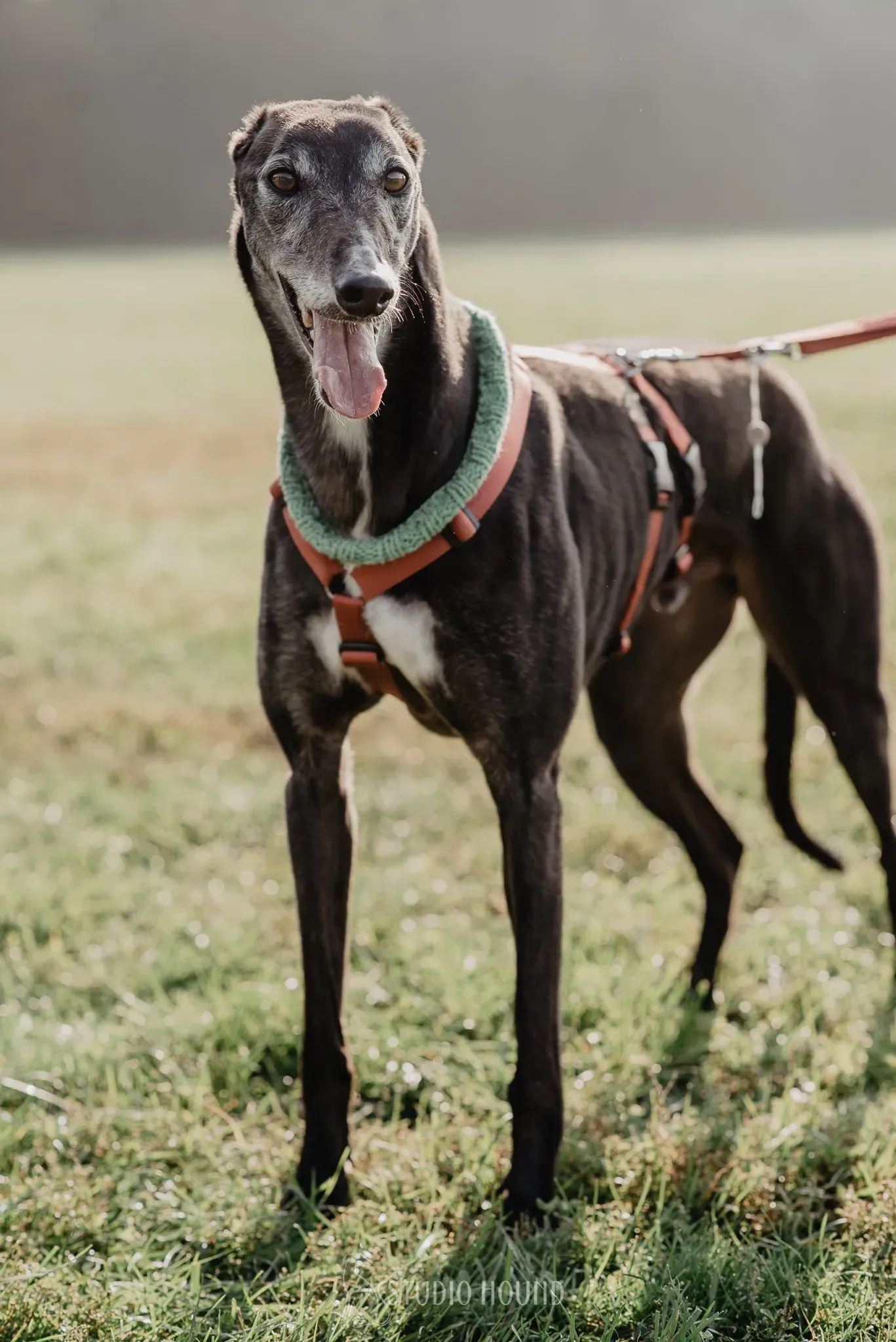 Eske greyhound black dog adozione levrieri foster 4