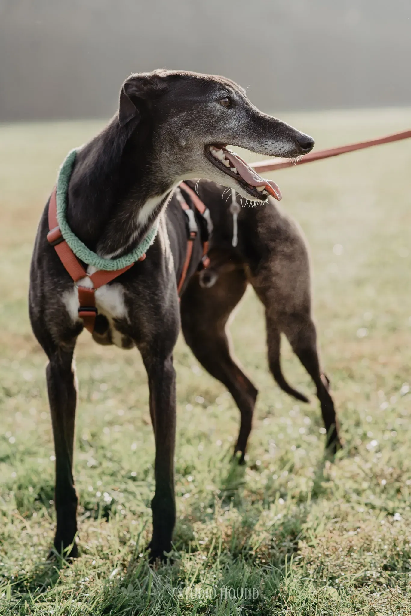 Eske greyhound black dog adozione levrieri foster 5