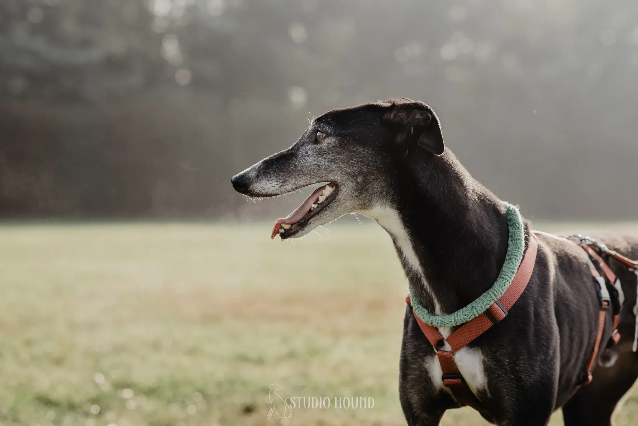 Eske greyhound black dog adozione levrieri foster 6