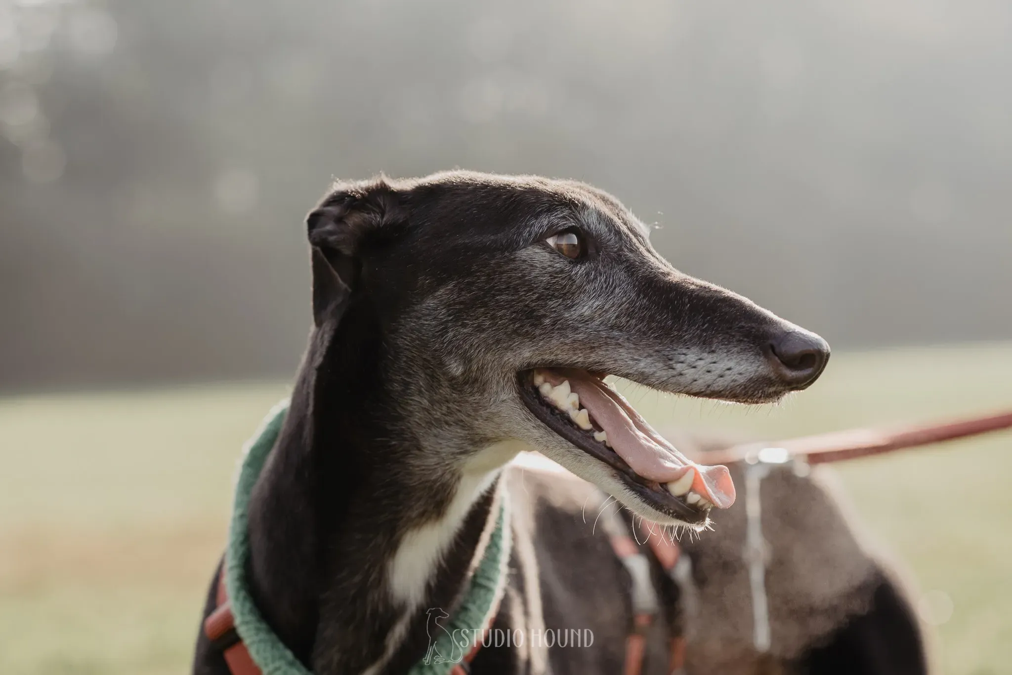 Eske greyhound black dog adozione levrieri foster 7