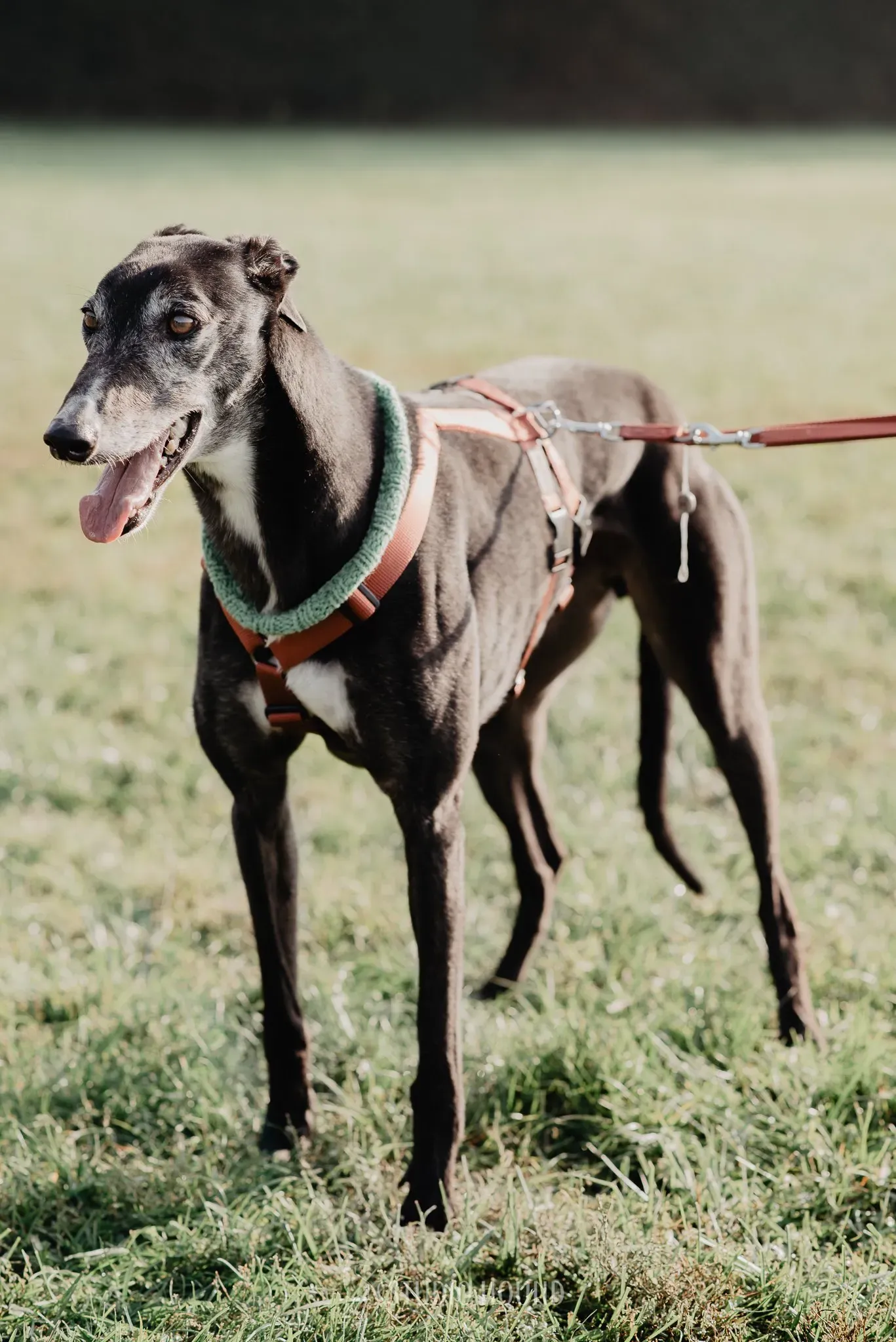Eske greyhound black dog adozione levrieri foster 8