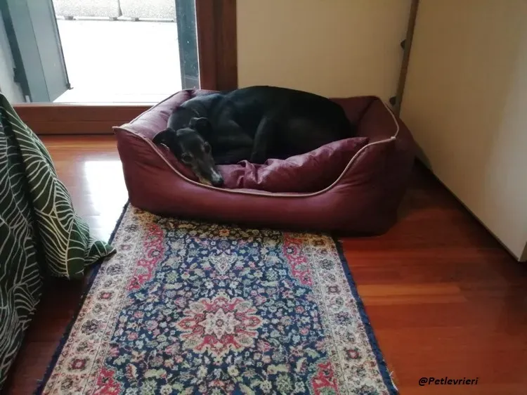 Esken greyhound progetto foster adozione levrieri blackdog 1