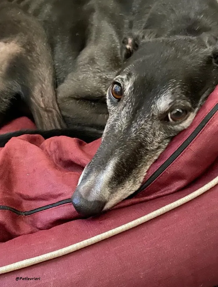 Esken greyhound progetto foster adozione levrieri blackdog 2