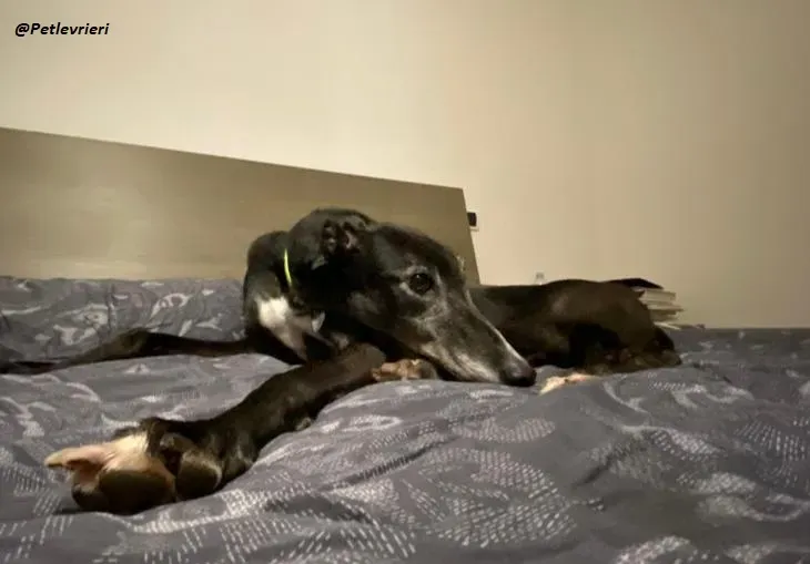 Esken greyhound progetto foster adozione levrieri blackdog 3