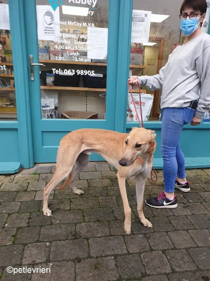 Esko adozione levrieri greyhound 1 2