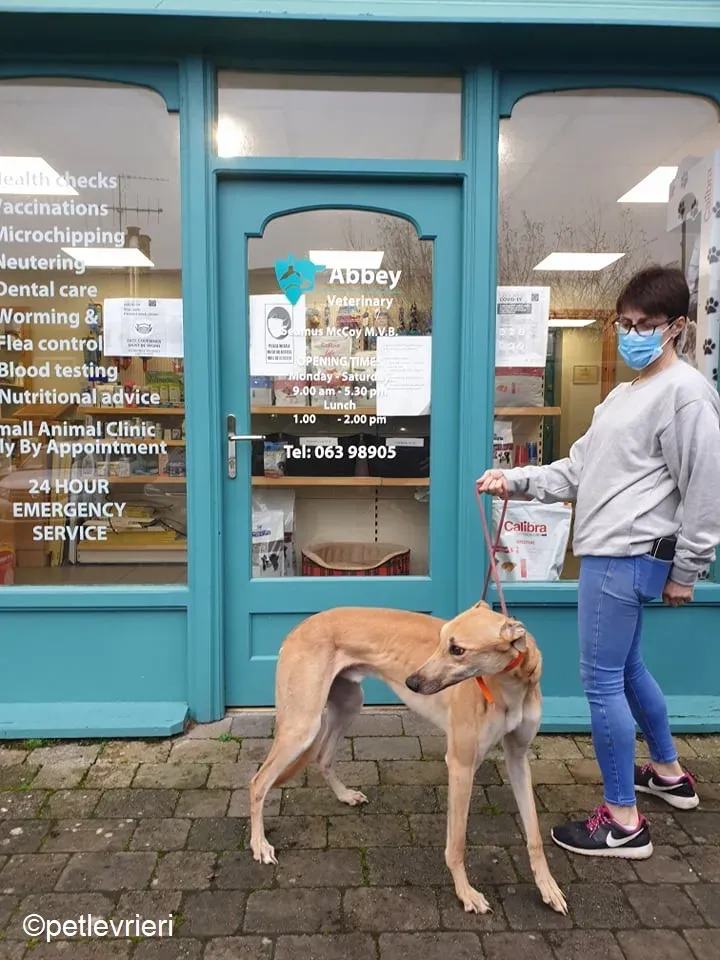 Esko adozione levrieri greyhound 2 3