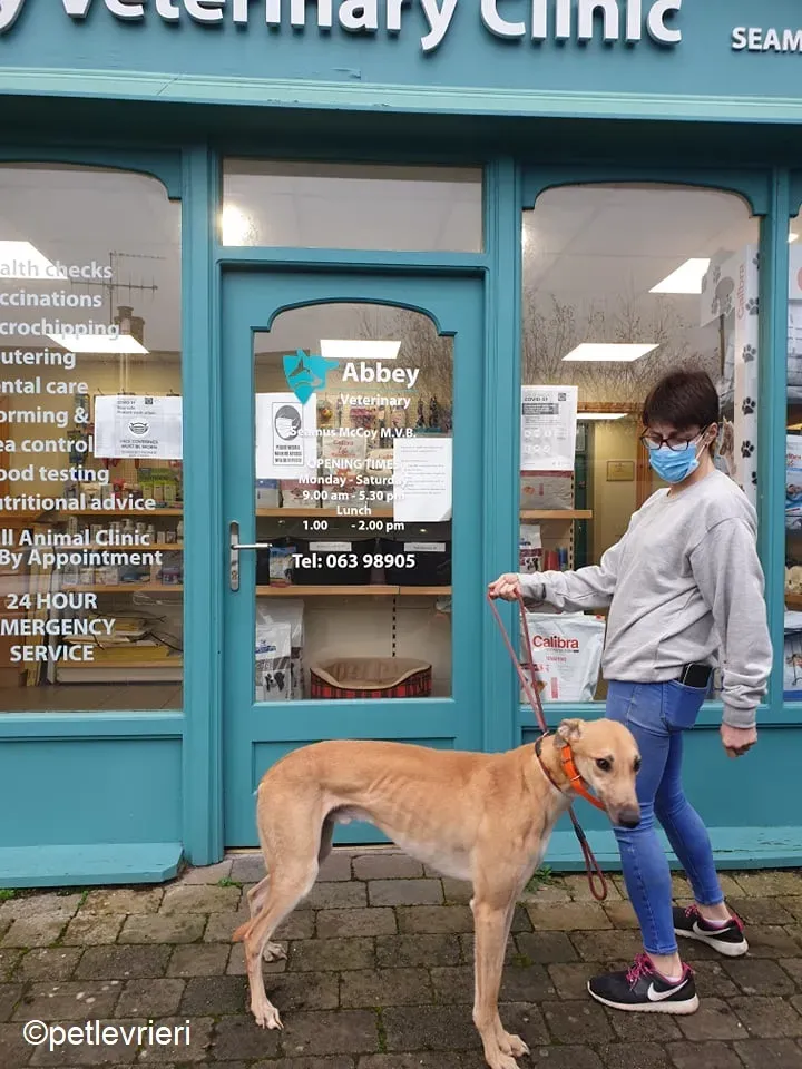 Esko adozione levrieri greyhound 3 2