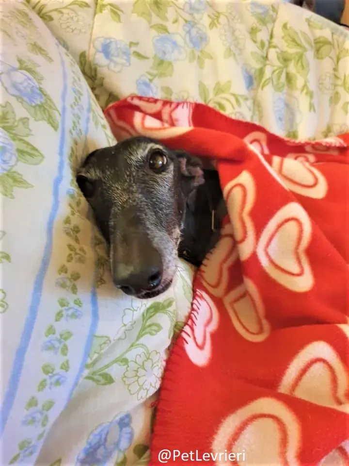 Esmeralda 2 adozione levrieri galgo 01