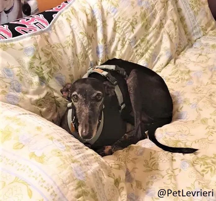 Esmeralda 2 adozione levrieri galgo 02