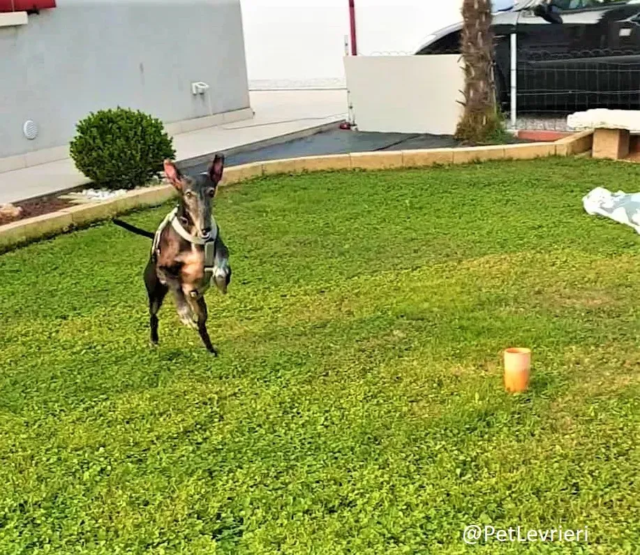 Esmeralda 2 adozione levrieri galgo 03