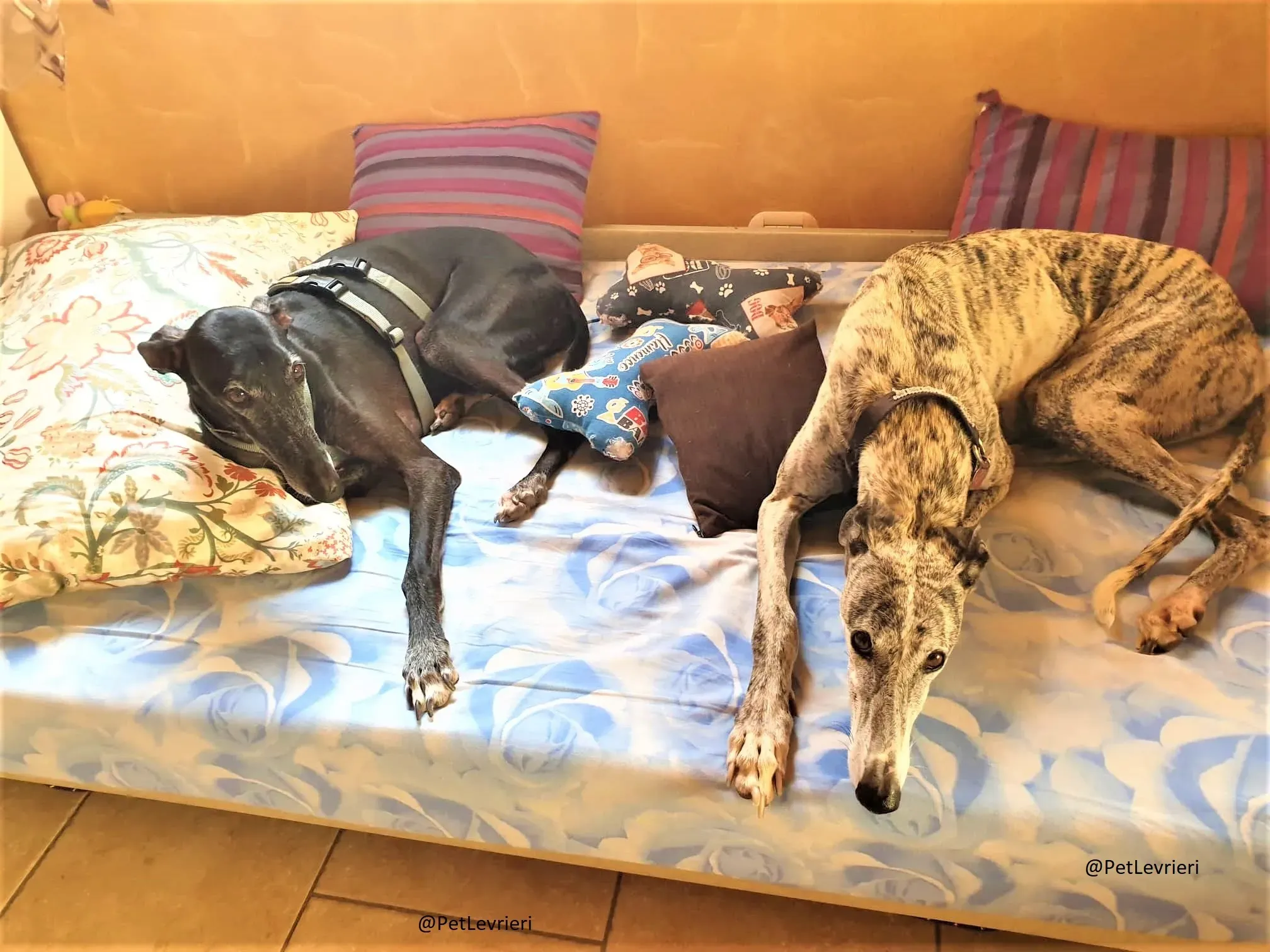 Esmeralda 2 adozione levrieri galgo 04