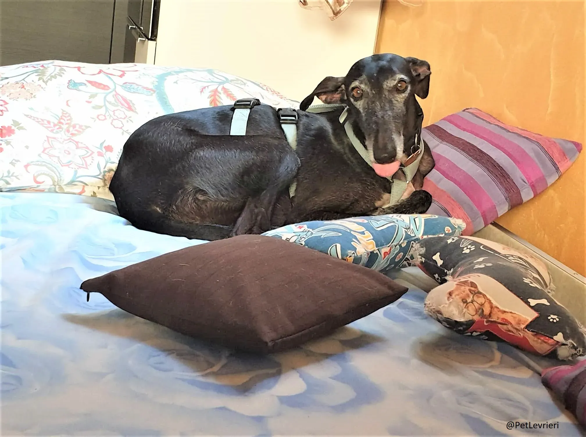 Esmeralda 2 adozione levrieri galgo 05