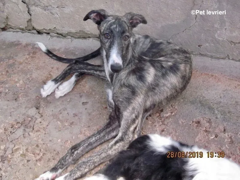 Esmeralda adozione levrieri galgo 00 1