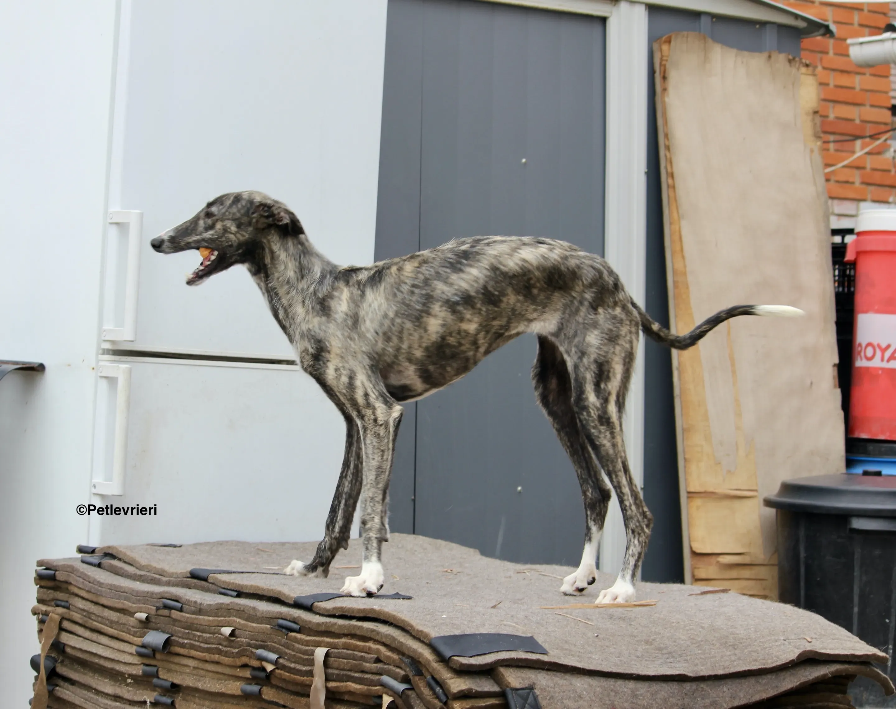 Esmeralda adozione levrieri galgo 01