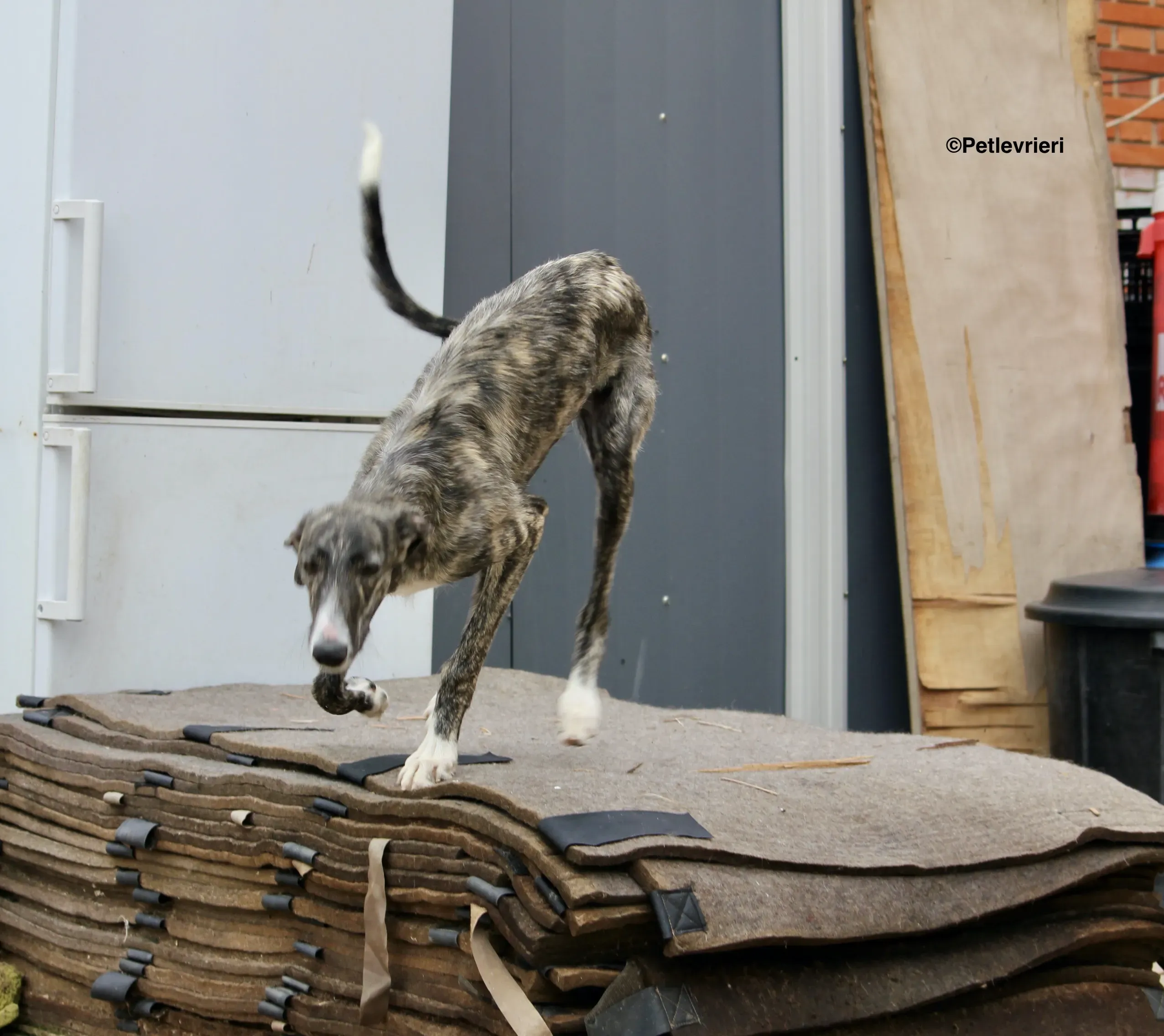 Esmeralda adozione levrieri galgo 02