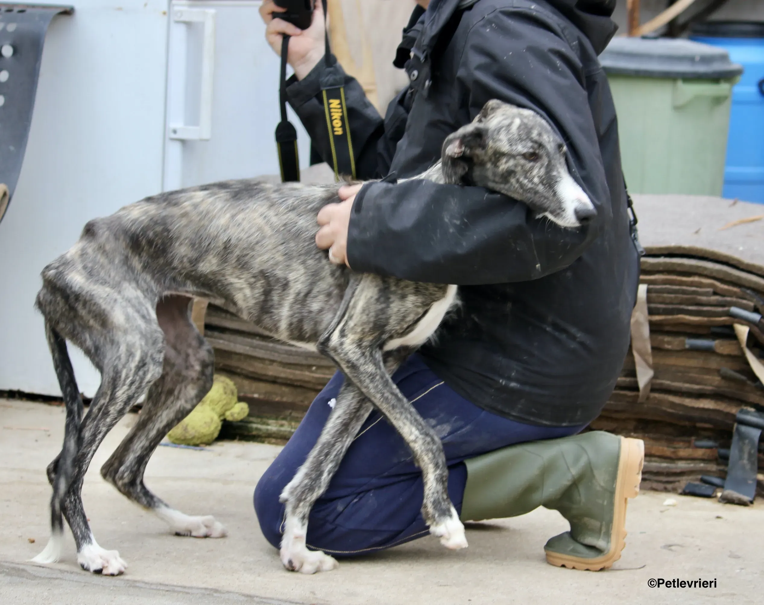 Esmeralda adozione levrieri galgo 03