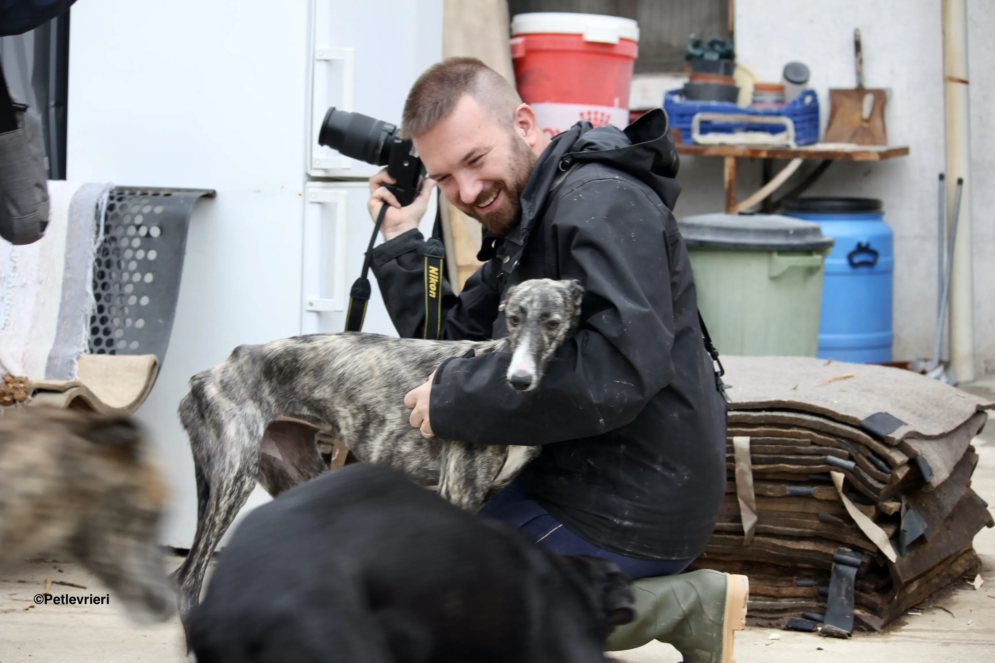 Esmeralda adozione levrieri galgo 04