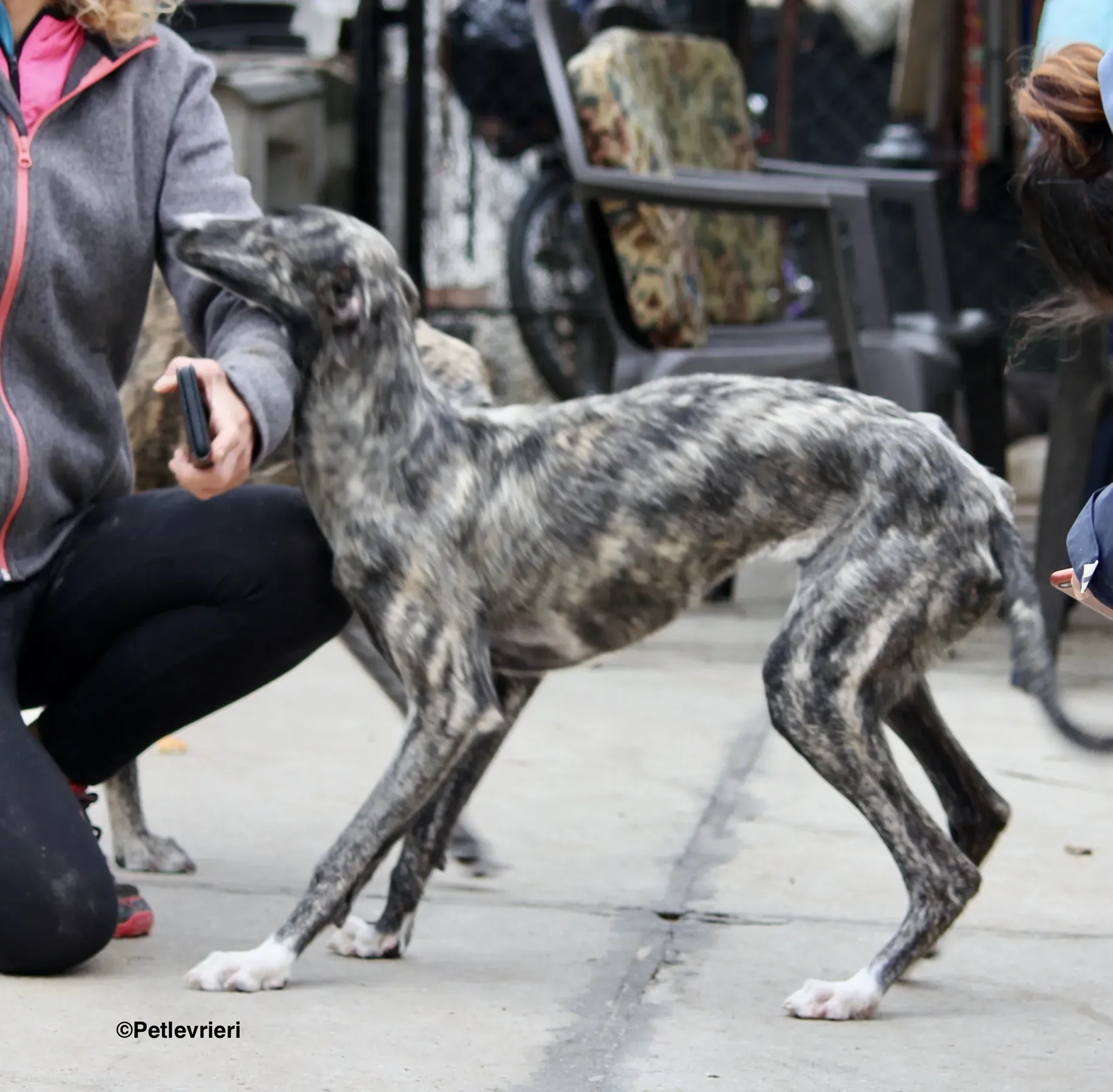 Esmeralda adozione levrieri galgo 05
