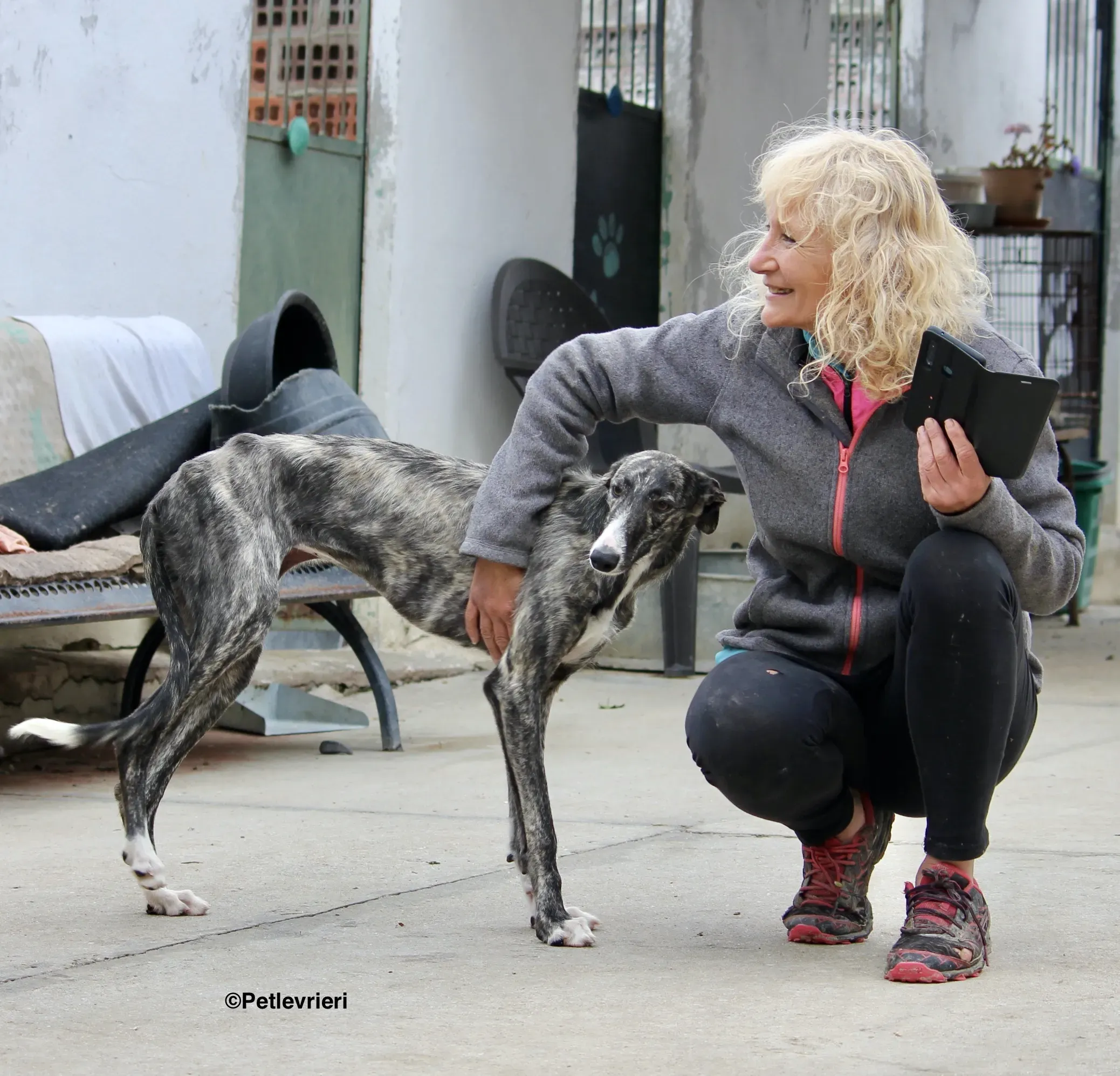 Esmeralda adozione levrieri galgo 06