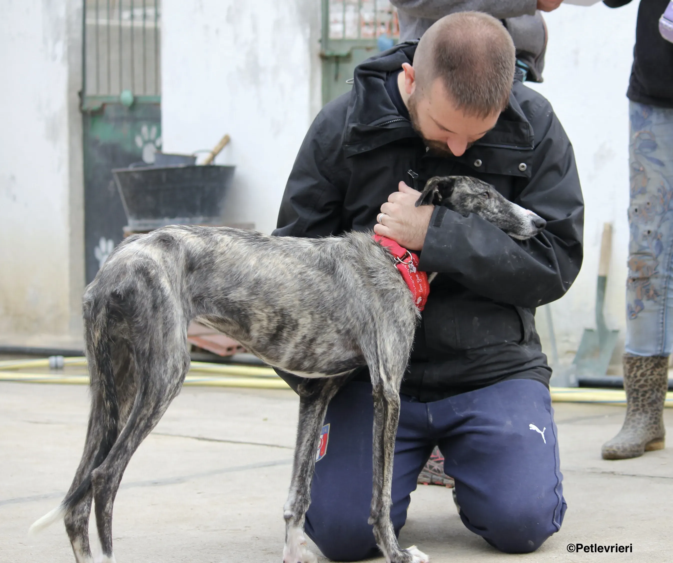 Esmeralda adozione levrieri galgo 08