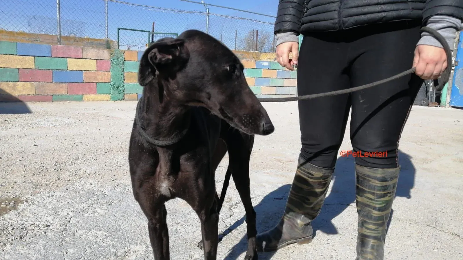 Esmeralda adozione levrieri galgo 1