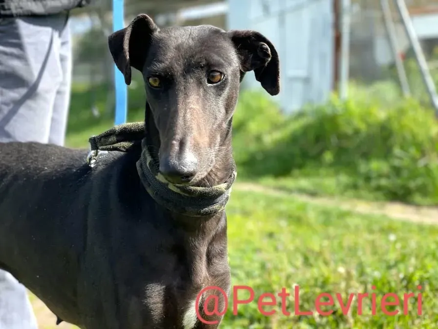 Esmeralda adozione levrieri galgo 10