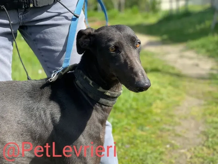 Esmeralda adozione levrieri galgo 11