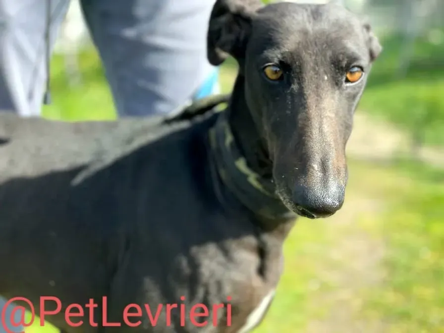 Esmeralda adozione levrieri galgo 12