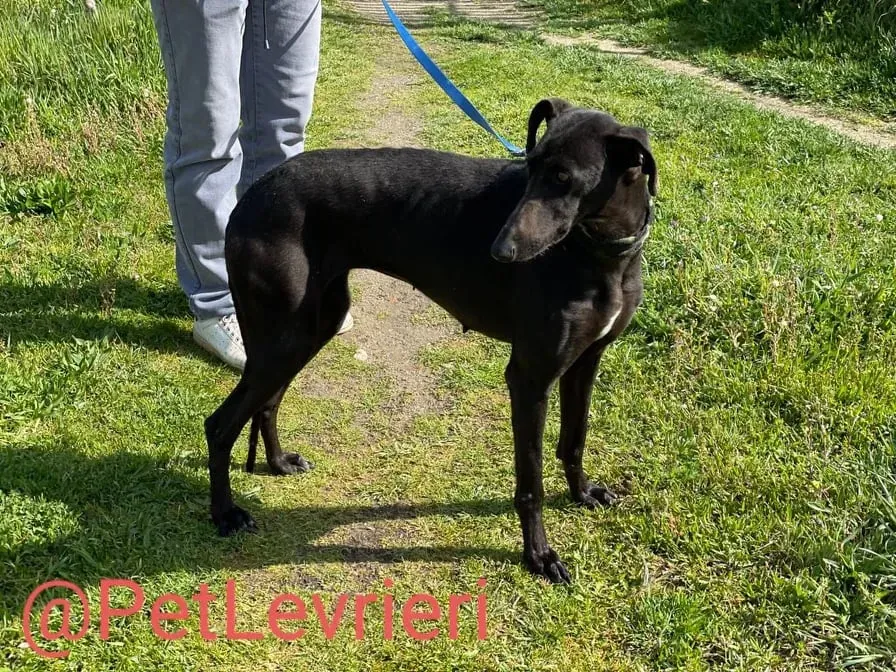 Esmeralda adozione levrieri galgo 13