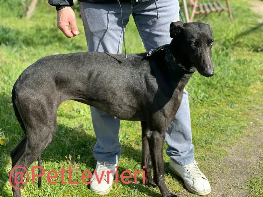 Esmeralda adozione levrieri galgo 14