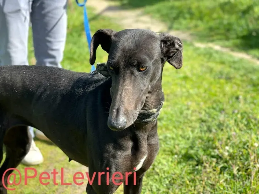 Esmeralda adozione levrieri galgo 15