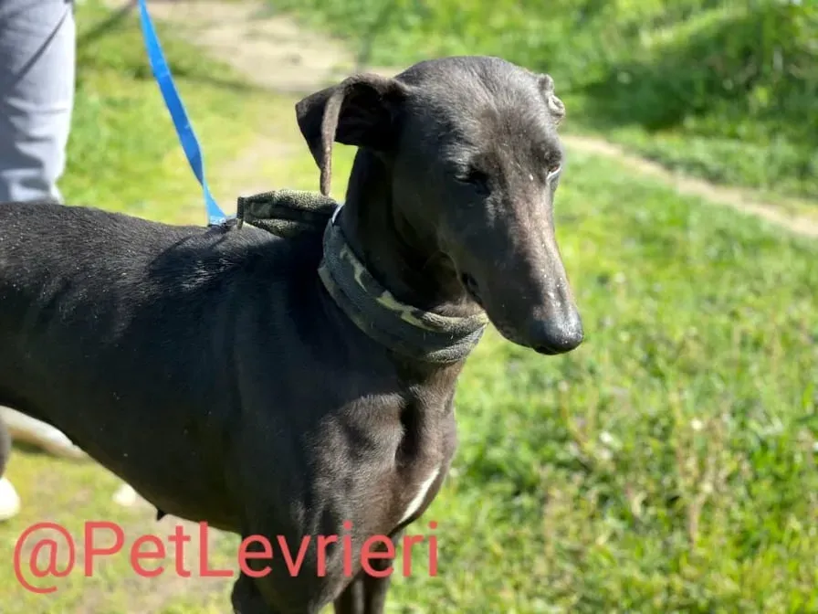 Esmeralda adozione levrieri galgo 16
