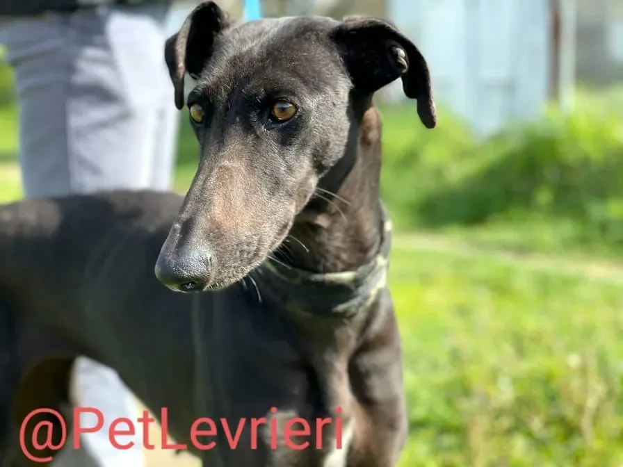 Esmeralda adozione levrieri galgo 17